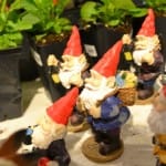 Fairy Garden gnomes