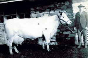 Loeb Farm cow, Marion