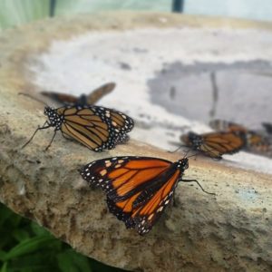 Monarchs in their new home