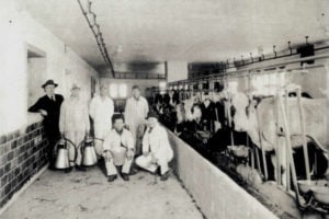 Dairy workers