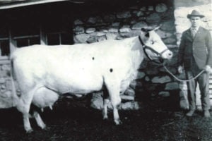 Marion, a prize-winning milk producer