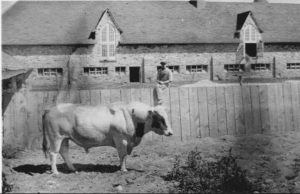 Barnyard Bull