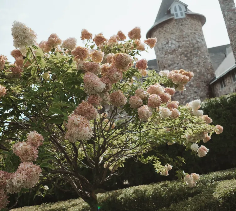 A tree with pink flowers in front of a castle at Castle Farms.