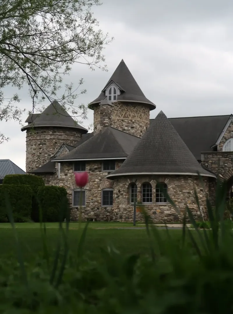 A tulip growing in a garden outside a building at Castle Farms.