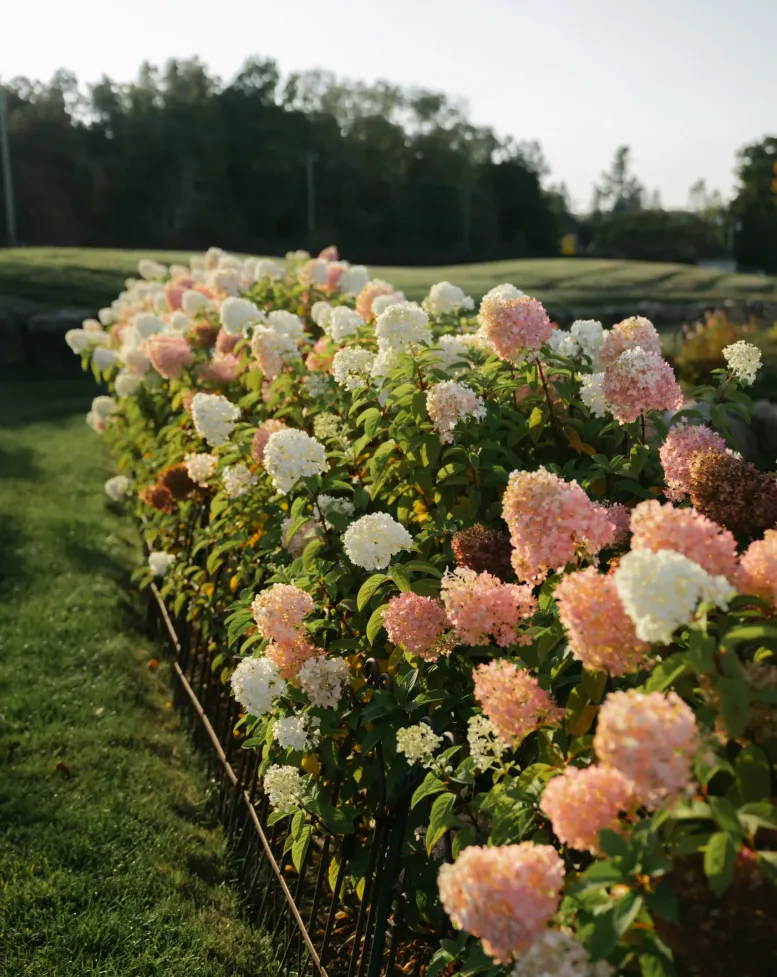 Pink flower bushes on a lawn at Castle Farms.
